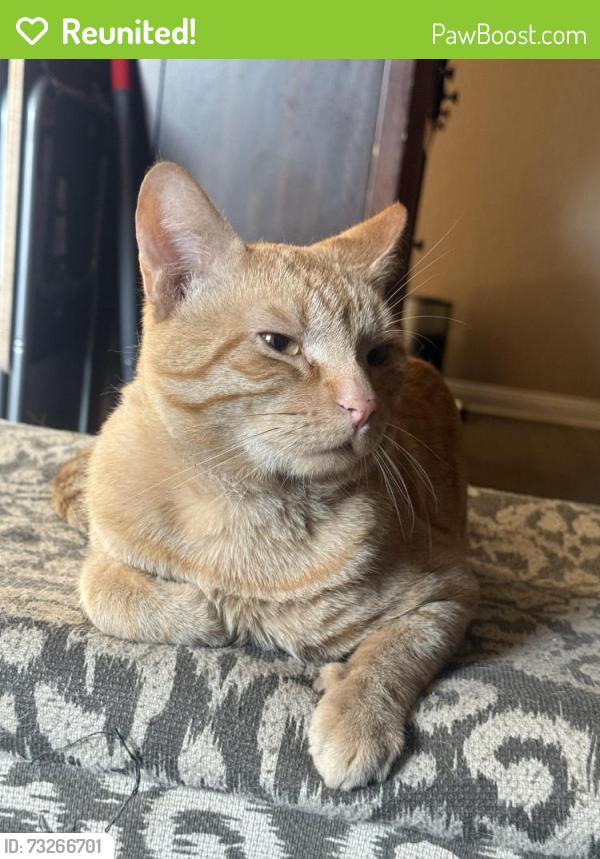 Reunited Male Cat last seen Eighth and Benson. Upland California, Upland, CA 91786