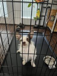 Reunited Female Dog last seen Hannett and Morris, Albuquerque, NM 87112