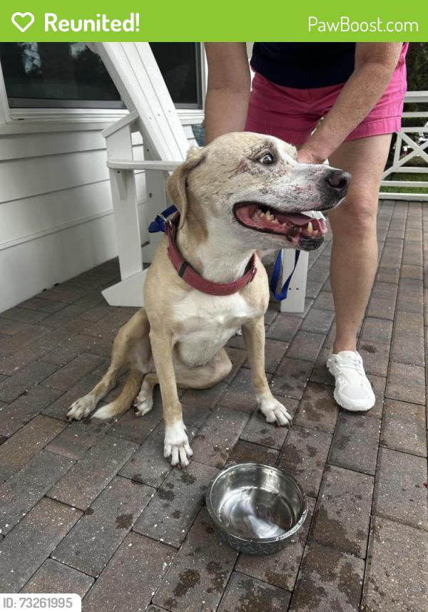 Reunited Female Dog last seen Northeast high school, St. Petersburg, FL 33703
