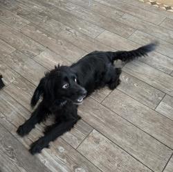 Reunited Male Dog last seen Upper Lake Dr. and Timber Forest dr., Humble, TX 77346