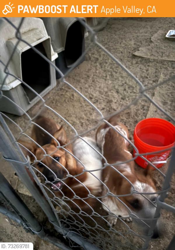 Found/Stray Unknown Dog last seen Apple Valley Rd and Tuscola Rd, Apple Valley, CA 92307