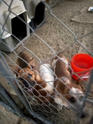 Found/Stray Unknown Dog last seen Apple Valley Rd and Tuscola Rd, Apple Valley, CA 92307