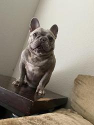 Reunited Male Dog last seen Waterport Ln, Bridgewater Meadow, TX 77449