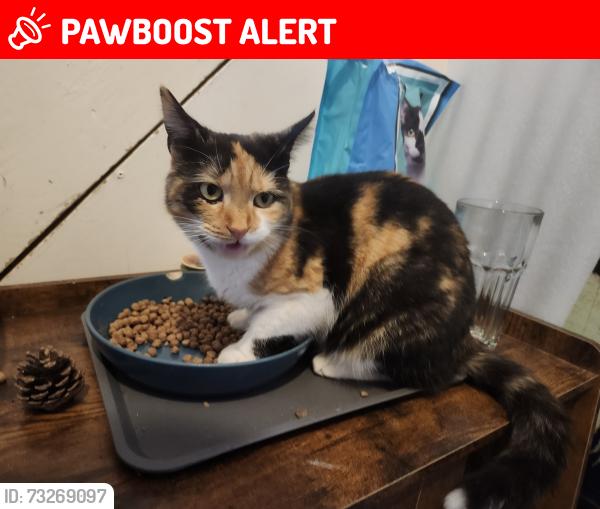 Lost Female Cat last seen Digby road, Suffolk, England IP4 3NJ
