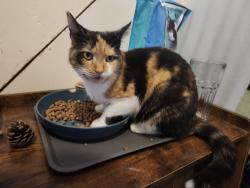 Lost Female Cat last seen Digby road, Suffolk, England IP4 3NJ