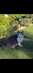 Lost Male Cat last seen euclid and katella, Garden Grove, CA 92840