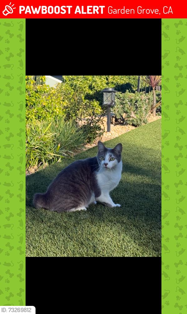 Lost Male Cat last seen euclid and katella, Garden Grove, CA 92840