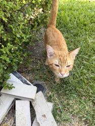 Found/Stray Unknown Cat last seen Clark trail and Lewis trail, Grand Prairie, TX 75052