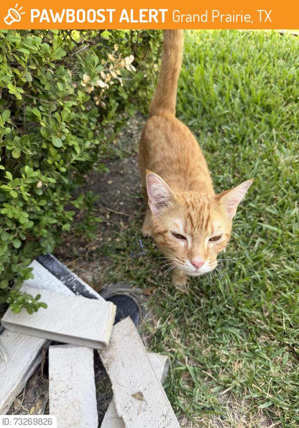 Found/Stray Unknown Cat last seen Clark trail and Lewis trail, Grand Prairie, TX 75052