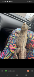 Lost Male Reptile last seen 44th Ave and Wadsworth blvd, Wheat Ridge, CO 80033