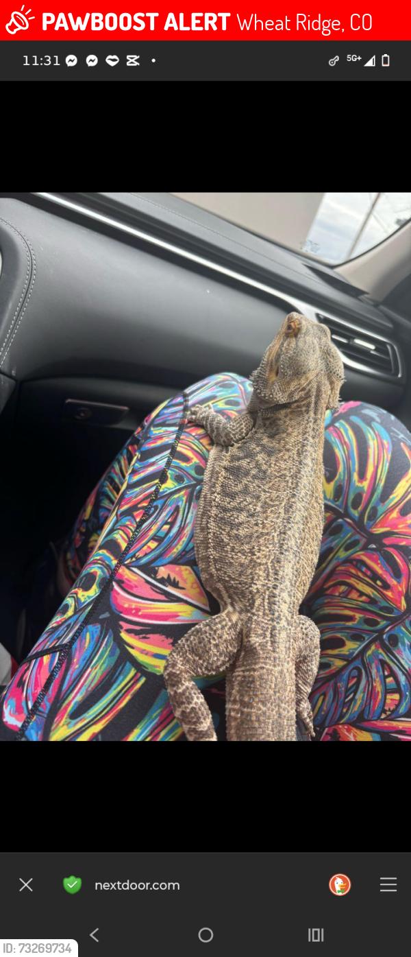 Lost Male Reptile last seen 44th Ave and Wadsworth blvd, Wheat Ridge, CO 80033