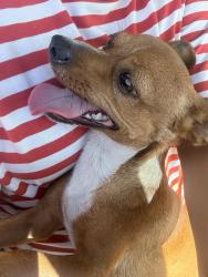 Found/Stray Male Dog last seen 12th avenue, Tucson, AZ 85713