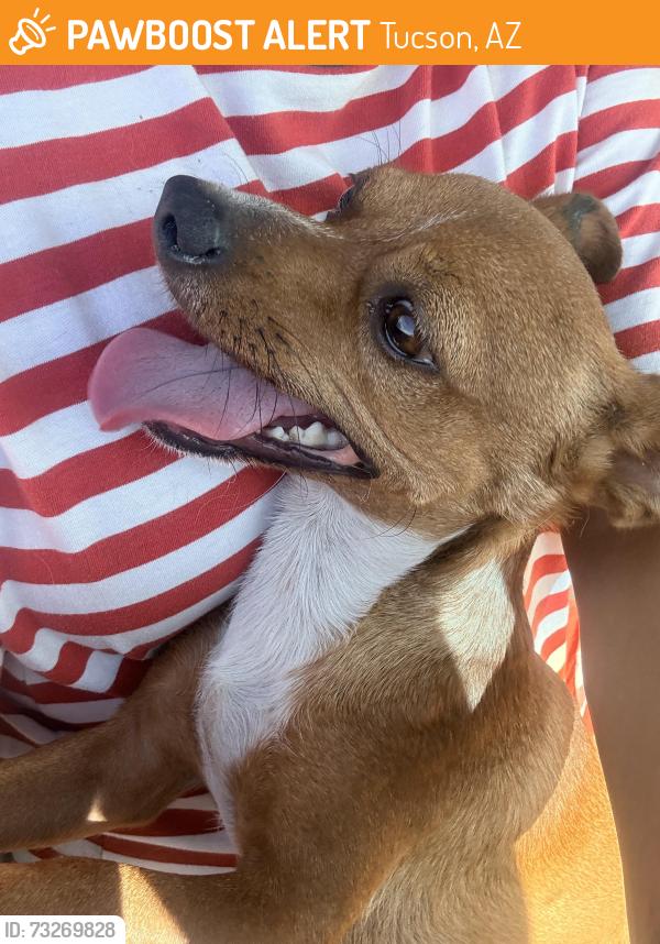 Found/Stray Male Dog last seen 12th avenue, Tucson, AZ 85713