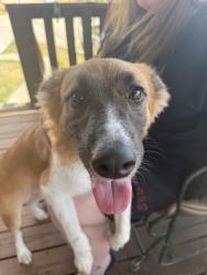 Found/Stray Female Dog last seen Dusty blvd, Denton, TX 76208