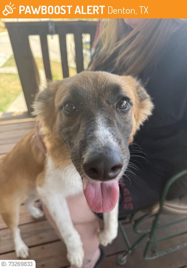 Found/Stray Female Dog last seen Dusty blvd, Denton, TX 76208