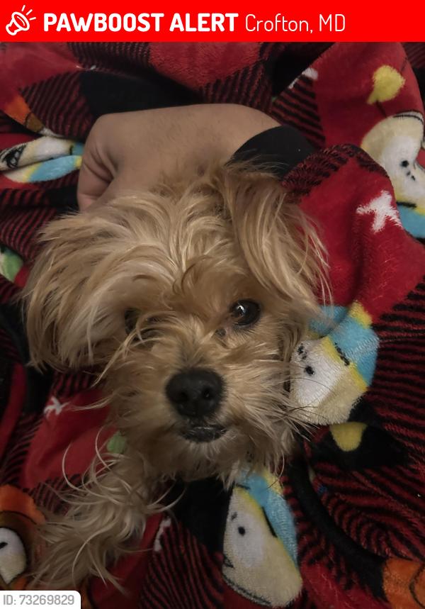 Lost Male Dog last seen Crofton meadows elementary school, Crofton, MD 21114