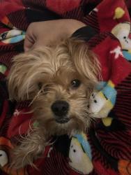 Lost Male Dog last seen Crofton meadows elementary school, Crofton, MD 21114