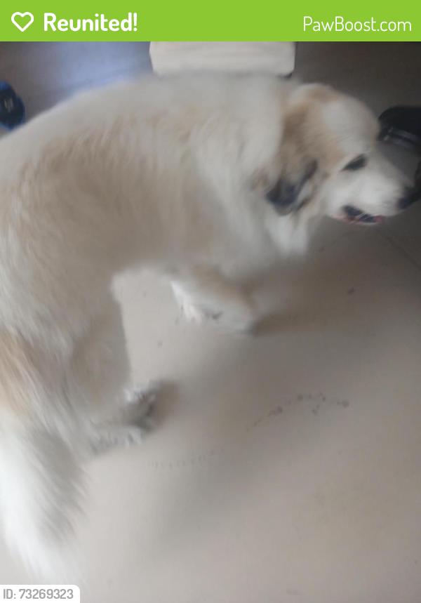 Reunited Male Dog last seen Cyclamen CT E, Sugarmill Woods, FL 34446