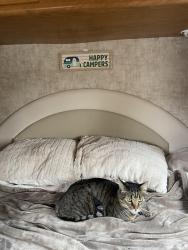 Reunited Male Cat last seen Escalante rd and canyon heights, Menifee, CA 92587
