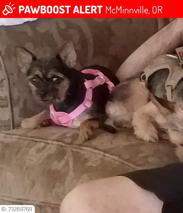 Lost Female Dog last seen City park macminville oregon, McMinnville, OR 97128