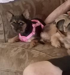Lost Female Dog last seen City park macminville oregon, McMinnville, OR 97128