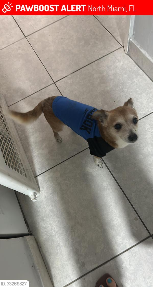 Lost Male Dog last seen Near NE 18 av north Miami apt 104, North Miami, FL 33181