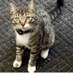 Lost Male Cat last seen NE 16th Ave, Vancouver, WA 98685