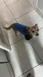 Lost Male Dog last seen Near NE 18 av north Miami apt 104, North Miami, FL 33181