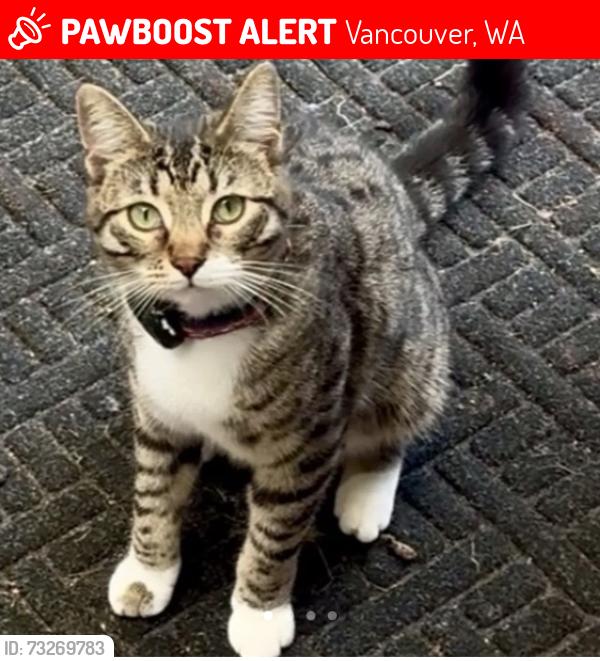 Lost Male Cat last seen NE 16th Ave, Vancouver, WA 98685
