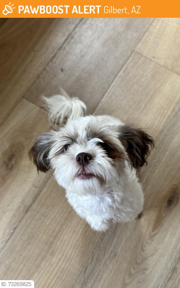 Found/Stray Female Dog last seen Recker/Somerton, Gilbert, AZ 85295