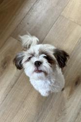 Found/Stray Female Dog last seen Recker/Somerton, Gilbert, AZ 85295