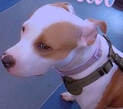 Lost Female Dog last seen Pico, Los Angeles, CA 90015