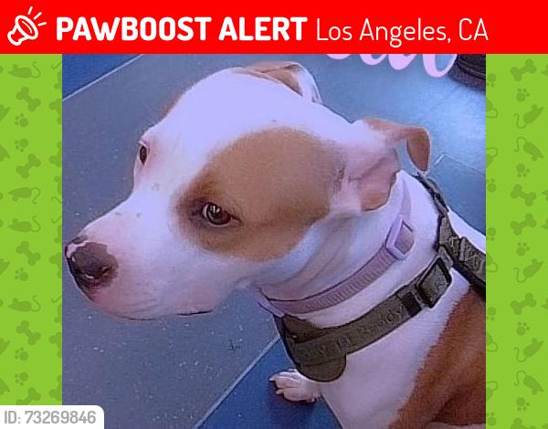 Lost Female Dog last seen Pico, Los Angeles, CA 90015