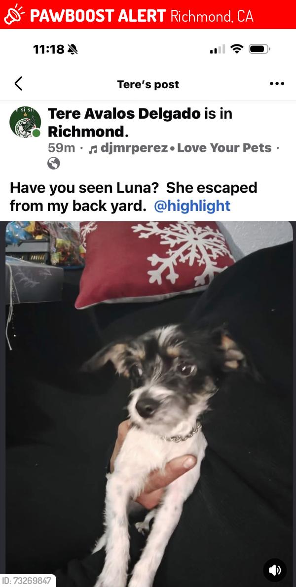 Lost Female Dog last seen 27th Street, Richmond, CA 94804