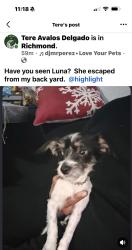 Lost Female Dog last seen 27th Street, Richmond, CA 94804