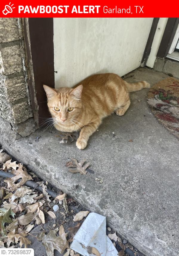 Lost Male Cat last seen Buckingham Rd across from Dollar Tree, Garland, TX 75042