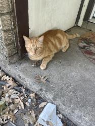 Lost Male Cat last seen Buckingham Rd across from Dollar Tree, Garland, TX 75042