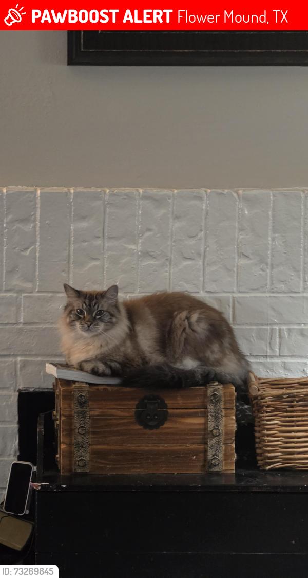Lost Female Cat last seen timber creek elementary, Flower Mound, TX 75028