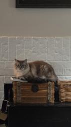 Lost Female Cat last seen timber creek elementary, Flower Mound, TX 75028