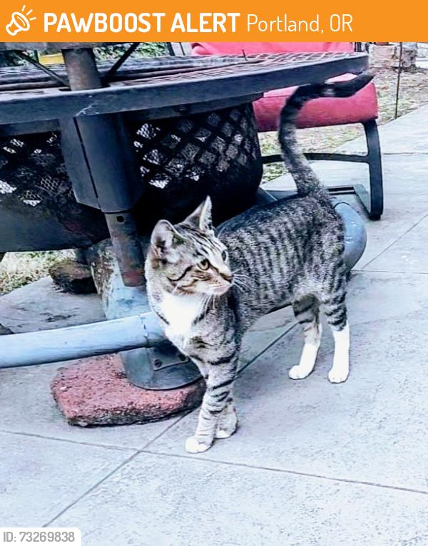 Found/Stray Female Cat last seen Se Powell Blvd. and SE 118th, Portland, OR 97266