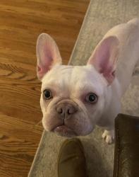 Reunited Female Dog last seen near brookstone/ summit ridge/ timber ridge subdivisions in Argo/Odenville Alabama, Odenville, AL 35120