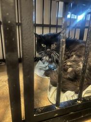 Found/Stray Unknown Cat last seen Near Colorado apmts, Denver, CO 80220