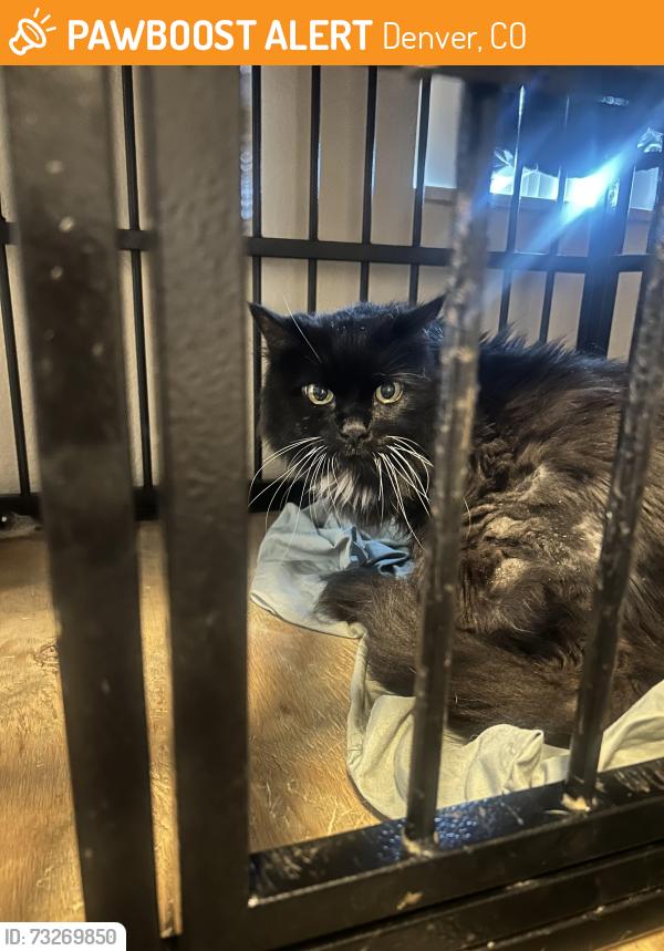 Found/Stray Unknown Cat last seen Near Colorado apmts, Denver, CO 80220