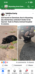 Found/Stray Unknown Cat last seen Wyoming Ave, Plains, PA 18705