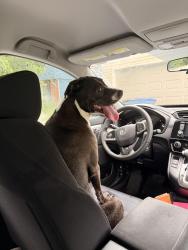 Found/Stray Male Dog last seen Tim Hortons crossing South State Street into the Firestone parking lots, Westerville, OH 43081