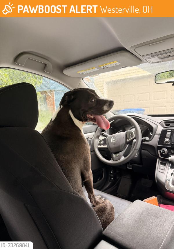 Found/Stray Male Dog last seen Tim Hortons crossing South State Street into the Firestone parking lots, Westerville, OH 43081