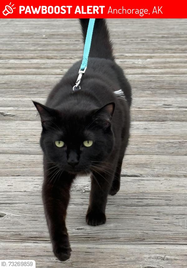 Lost Male Cat last seen Near rovenna, Anchorage, AK 99518