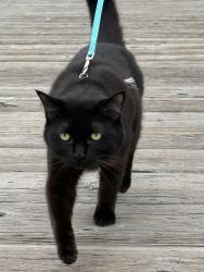 Lost Male Cat last seen Near rovenna, Anchorage, AK 99518