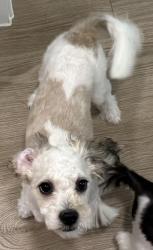 Reunited Male Dog last seen Near birchbrook drive, Dallas, TX 75206