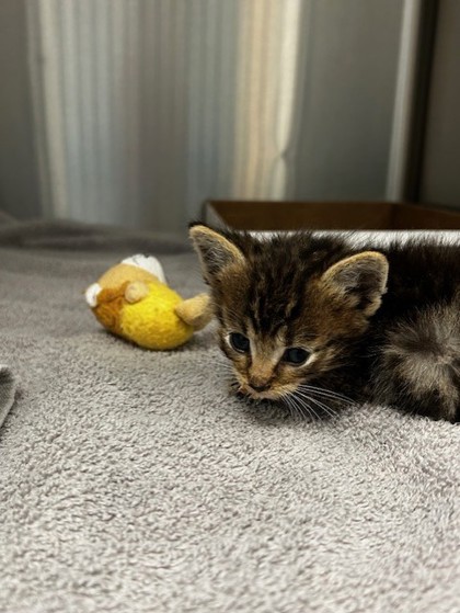Shelter Stray Male Cat last seen Vineyard Rd / Foothills Blvd, Roseville City, CA, 200 Tahoe Ave, Roseville, CA 95678, USA